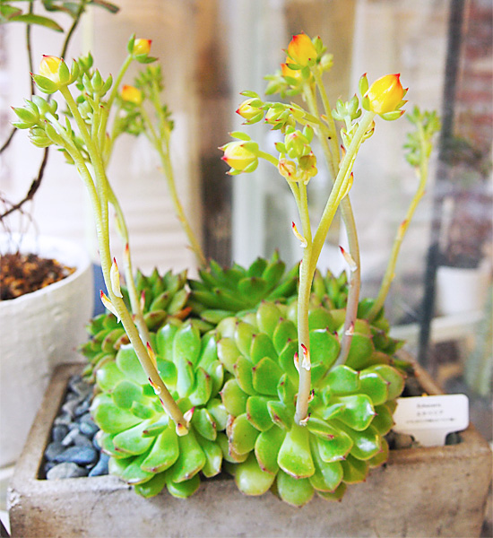 20140501jiten3.jpg